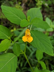 Impatiens ecornuta