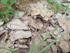 Diporiphora australis