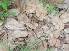 Diporiphora australis