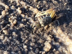 Leptuca leptodactyla