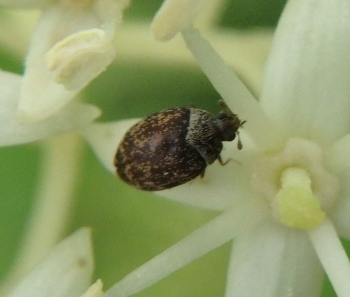 Chestnut Carpet Beetle