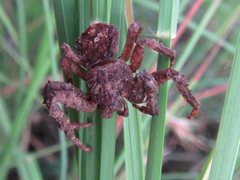 Stephanopis corticalis