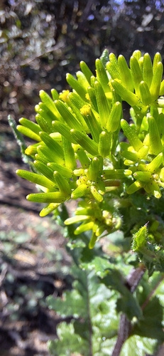 Image of Senecio picridioides by no rights reserved