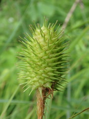 Carex squarrosa
