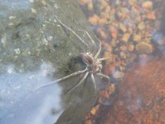 Dolomedes facetus