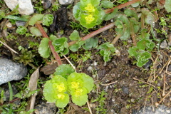 Chrysosplenium