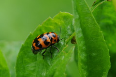 Cryptocephalus trifasciatus