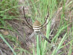 Argiope magnifica