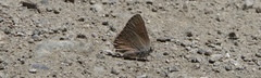 Satyrium saepium
