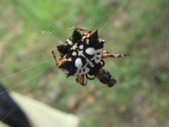 Gasteracantha sacerdotalis