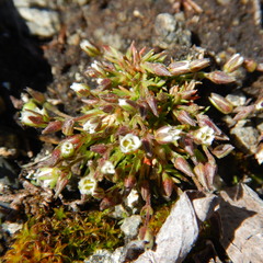 Cherleria biflora