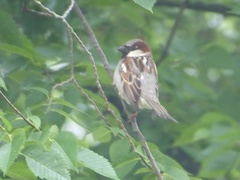 Passer domesticus