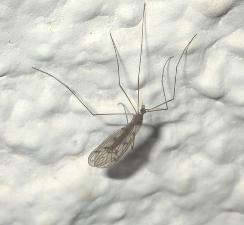 Trichocera maculipennis