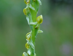 Platanthera yosemitensis