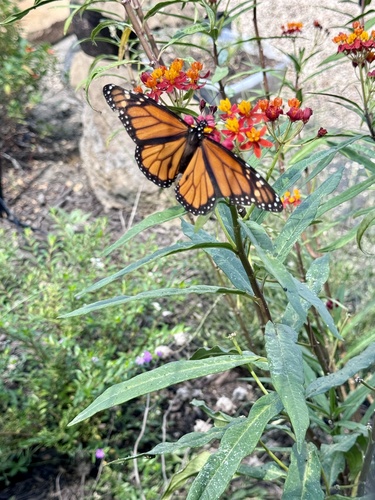 Monarch photographed in Texas