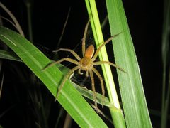 Dolomedes facetus