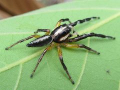 Mopsolodes australensis