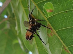 Mopsolodes australensis