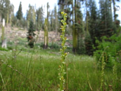 Platanthera yosemitensis