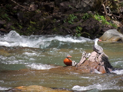 Merganetta armata armata