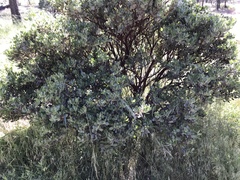 Arctostaphylos pringlei