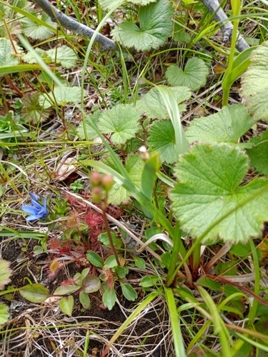 Gentiana jamesii iNat (1)