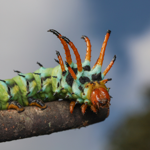 Regal moth