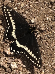 Papilio indra