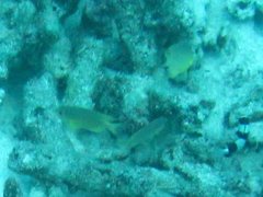 Pomacentrus moluccensis