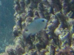 Pomacentrus lepidogenys