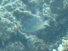 Pomacentrus lepidogenys