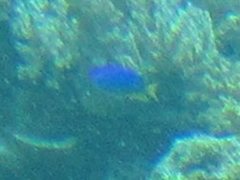 Pomacentrus coelestis