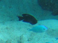 Pomacentrus brachialis