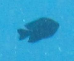 Pomacentrus brachialis