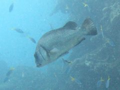 Plectorhinchus gibbosus