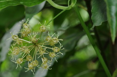 Smilax riparia