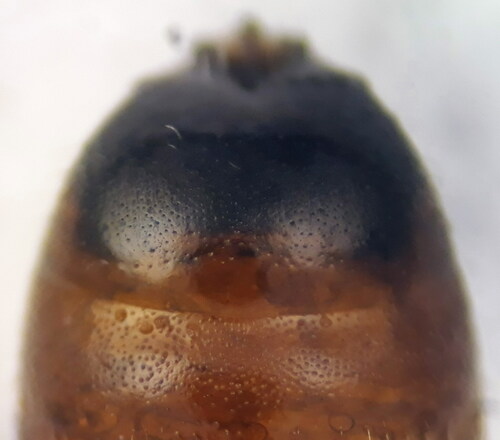 Swollen-thighed Blood Bee