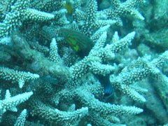 Halichoeres melanurus