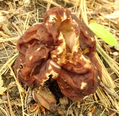 Gyromitra esculenta