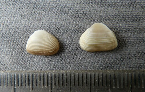Juliacorbula bicarinata observed 2000-02-19