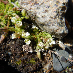 Cherleria biflora