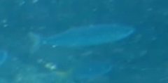 Decapterus