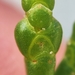 Salicornia × marshallii - Photo (c) Marcel Hospers, some rights reserved (CC BY-NC-SA), uploaded by Marcel Hospers