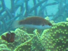 Cirrhilabrus punctatus