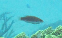 Cirrhilabrus punctatus