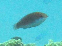 Cirrhilabrus punctatus