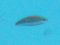 Cirrhilabrus punctatus