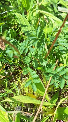 Image of Acaena echinata by no rights reserved
