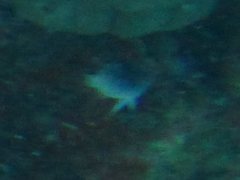 Chrysiptera rollandi