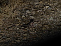 Caprimulgus ruficollis